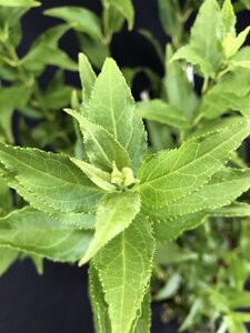 Deutzia gracilis 50-60 cm cont. 10L - afbeelding 7