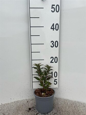 Deutzia gracilis geen maat specificatie cont. 1,3L