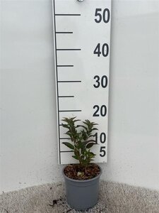 Deutzia gracilis geen maat specificatie cont. 1,3L