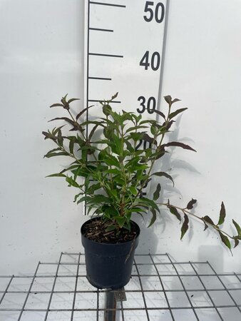 Deutzia gracilis geen maat specificatie cont. 1,3L - afbeelding 2