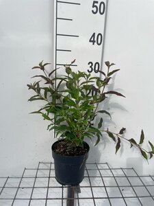 Deutzia gracilis geen maat specificatie cont. 1,3L - afbeelding 2