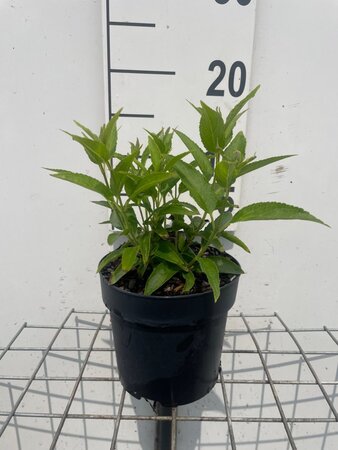 Deutzia gracilis geen maat specificatie cont. 1,3L