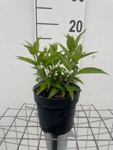 Deutzia gracilis geen maat specificatie cont. 1,3L