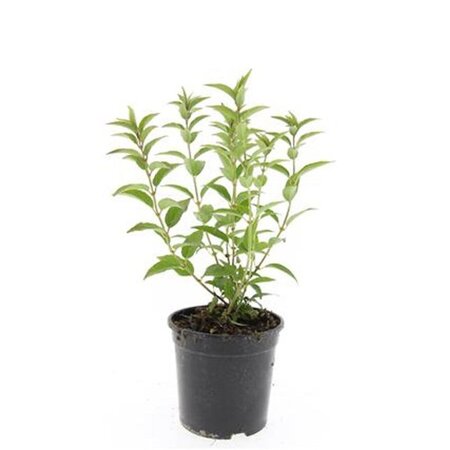 Deutzia gracilis geen maat specificatie cont. 1,5L
