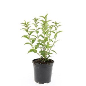 Deutzia gracilis geen maat specificatie cont. 1,5L
