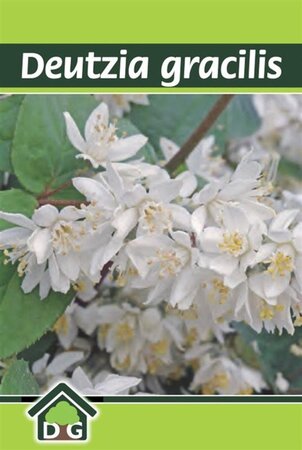 Deutzia gracilis geen maat specificatie cont. 3,0L - afbeelding 1