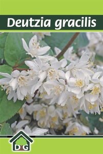 Deutzia gracilis geen maat specificatie cont. 3,0L