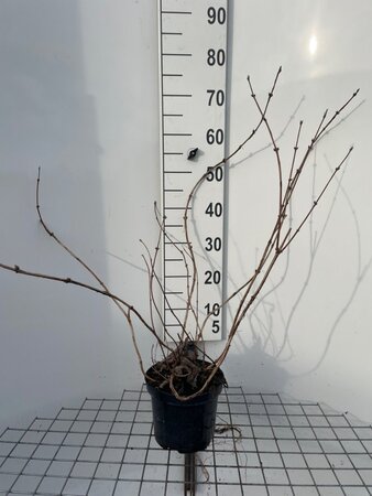 Deutzia hybrida 'Mont Rose' 60-80 cm cont. 3,0L - afbeelding 4