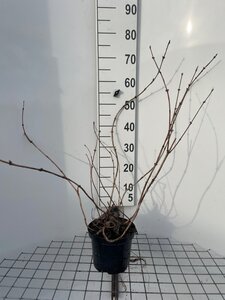 Deutzia hybrida 'Mont Rose' 60-80 cm cont. 3,0L - afbeelding 4