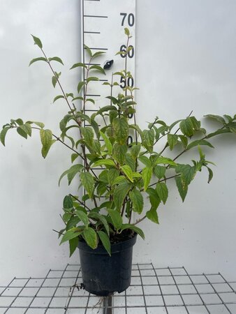 Deutzia hybrida 'Mont Rose' 60-80 cm cont. 3,0L - afbeelding 5