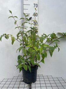Deutzia hybrida 'Mont Rose' 60-80 cm cont. 3,0L - afbeelding 5
