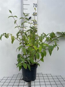 Deutzia hybrida 'Mont Rose' 60-80 cm cont. 3,0L - afbeelding 4