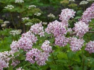 Deutzia hybrida 'Mont Rose' 60-80 cm cont. 3,0L - afbeelding 3