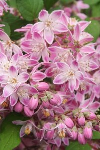 Deutzia hybrida 'Perle Rose' 60-80 cm wortelgoed struik