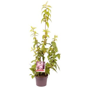 Deutzia hybrida 'Strawberry Fields' 30-40 cm cont. 3,0L