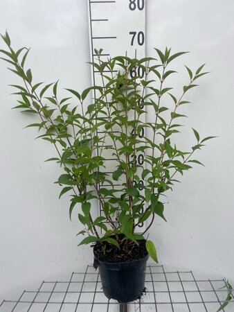 Deutzia lemoinei 60-80 cm cont. 3,0L - afbeelding 3