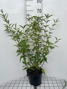 Deutzia lemoinei 60-80 cm cont. 3,0L - afbeelding 3
