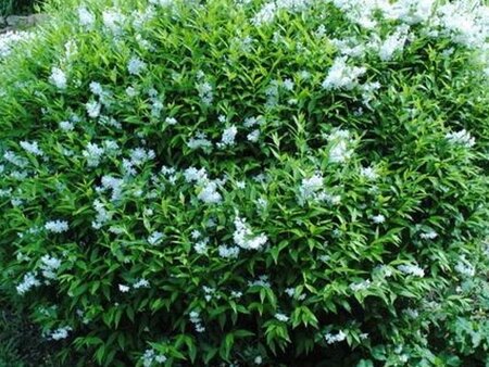 Deutzia lemoinei 60-80 cm cont. 3,0L - afbeelding 2