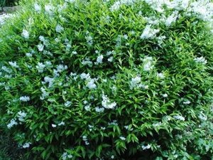 Deutzia lemoinei 60-80 cm cont. 3,0L - afbeelding 2