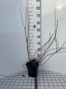 Deutzia lemoinei 60-80 cm cont. 3,0L - afbeelding 4