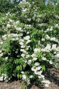 Deutzia magn. 'Nancy' 60-90 cm wortelgoed 3-4 tak