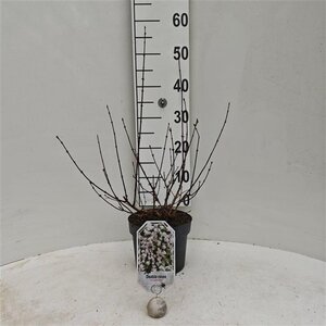 Deutzia rosea 'Campanulata' 30-40 cm cont. 3,0L