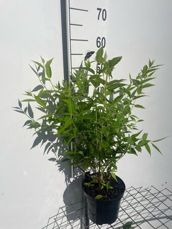 Deutzia rosea 'Campanulata' 50-60 cm cont. 3,0L - afbeelding 2