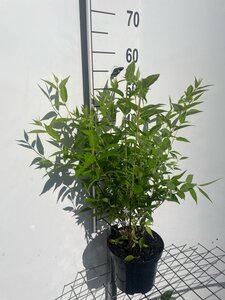 Deutzia rosea 'Campanulata' 50-60 cm cont. 3,0L - afbeelding 2