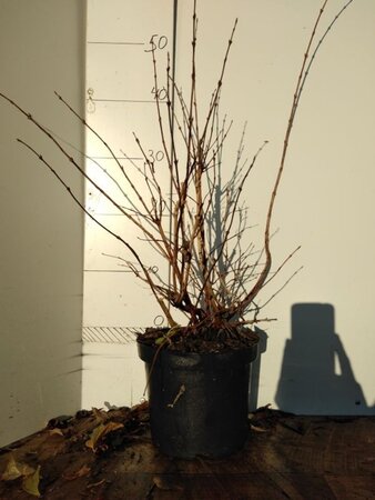 Deutzia rosea 'Campanulata' 50-60 cm cont. 3,0L - afbeelding 4