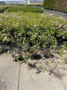 Deutzia rosea 'Campanulata' 50-60 cm cont. 3,0L - afbeelding 10