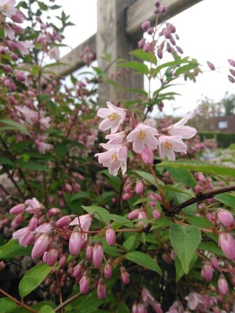 Deutzia rosea 'Campanulata' 50-60 cm cont. 3,0L - afbeelding 1
