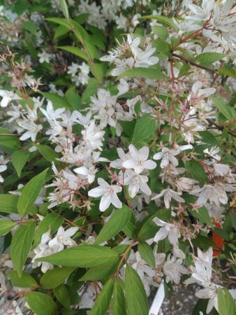 Deutzia rosea 'Campanulata' 50-60 cm cont. 3,0L - afbeelding 6