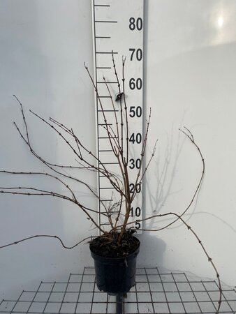 Deutzia rosea 'Campanulata' 50-60 cm cont. 3,0L - afbeelding 9