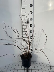 Deutzia rosea 'Campanulata' 50-60 cm cont. 3,0L - afbeelding 9