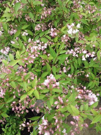 Deutzia rosea 'Campanulata' 50-60 cm cont. 3,0L - afbeelding 2