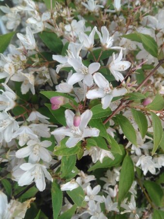 Deutzia rosea 'Campanulata' 50-60 cm cont. 3,0L - afbeelding 7