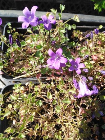 Deutzia rosea 'Campanulata' 50-60 cm cont. 3,0L - afbeelding 8