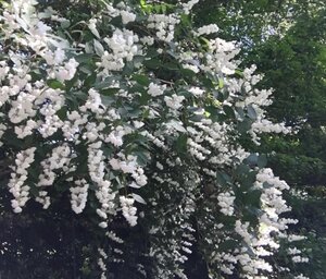 Deutzia scabra 60-80 cm wortelgoed struik