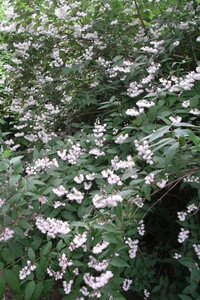 Deutzia scabra 'Codsall Pink' 30-40 cm cont. 3,0L