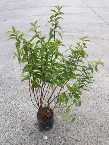 Deutzia scabra 'Plena' 60-80 cm cont. 3,0L