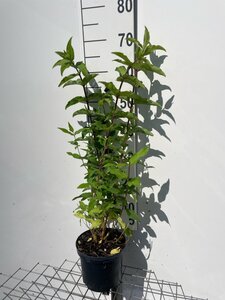 Deutzia scabra 'Plena' 60-80 cm cont. 3,0L - afbeelding 2