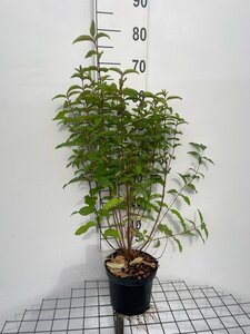 Deutzia scabra 'Plena' 60-80 cm cont. 3,0L - afbeelding 4