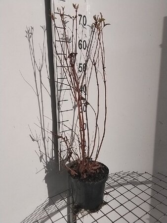 Deutzia scabra 'Plena' 60-80 cm cont. 3,0L - afbeelding 3