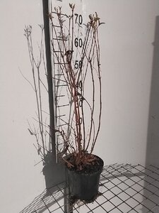 Deutzia scabra 'Plena' 60-80 cm cont. 3,0L - afbeelding 3