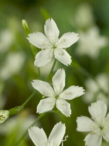 Dianthus delt. 'Albiflorus' geen maat specificatie 0,55L/P9cm - afbeelding 3