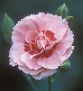 Dianthus (PL) 'Doris' geen maat specificatie 0,55L/P9cm