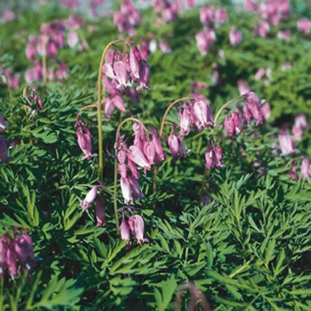 Dicentra formosa geen maat specificatie 0,55L/P9cm - afbeelding 4