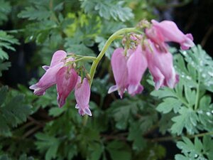 Dicentra formosa geen maat specificatie 0,55L/P9cm - afbeelding 4