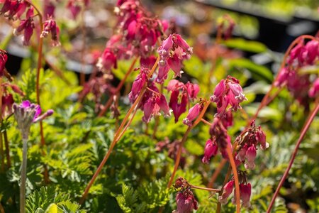 Dicentra formosa geen maat specificatie 0,55L/P9cm - afbeelding 2