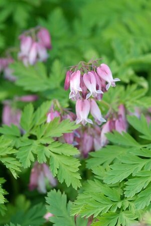 Dicentra formosa geen maat specificatie 0,55L/P9cm - afbeelding 6